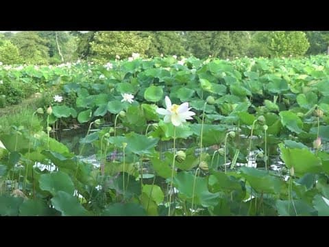 Lotus and Water Lily Festival kicks off Friday at Kenilworth Park and Aquatic Gardens