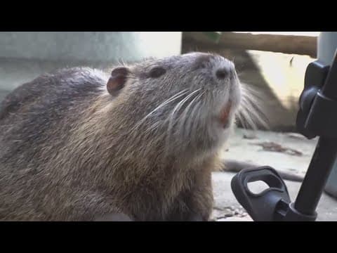 Neuty Freed! Viral pet nutria allowed to stay home
