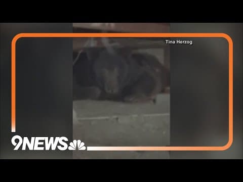 Bear breaks into basement in California