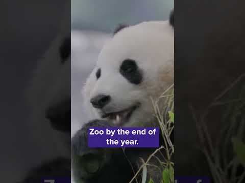 Giant pandas are coming back to the U.S. after zoos were required to return them to China last year.