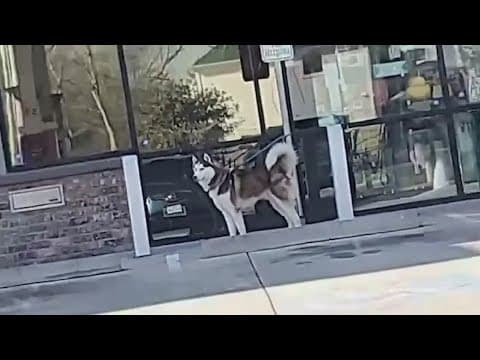 Woman facing criminal charges after accused of tying dole to pole then abandoning it