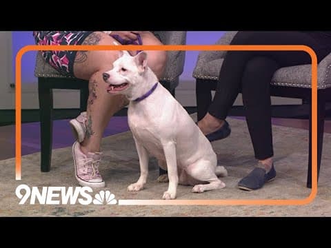 Want to adopt a pup? Posie needs a forever home!