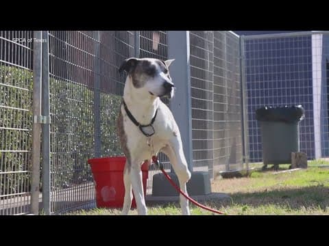 Tailwaggers: Meet Sasha