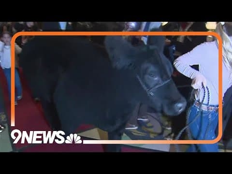 Grand champion steers dazzle at Brown Palace ahead of National Western auction