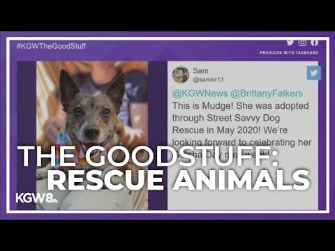 The Good Stuff: Highlighting rescue animals
