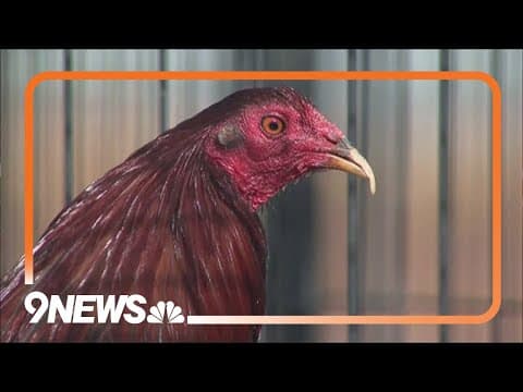 Rooster Sanctuary in Colorado Rescues Abused Birds