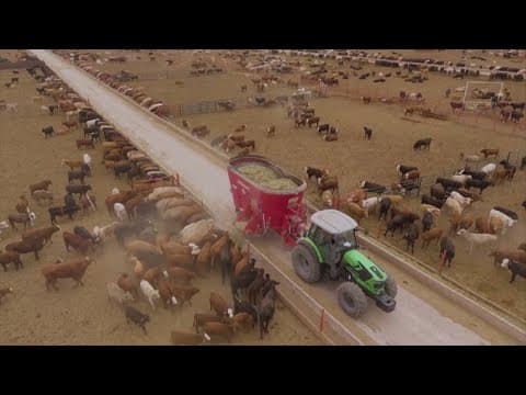 Screwworms | Here's the parasite that could harm the Texas cattle industry