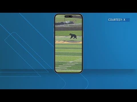 10Tailgate: That one time a black bear stormed the field at Gatlinburg-Pittman HS