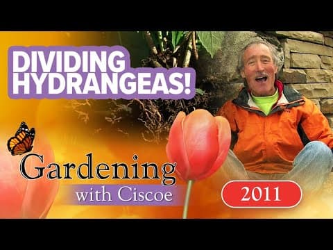 Dividing a big hydrangea | Gardening with Ciscoe | Full Episode