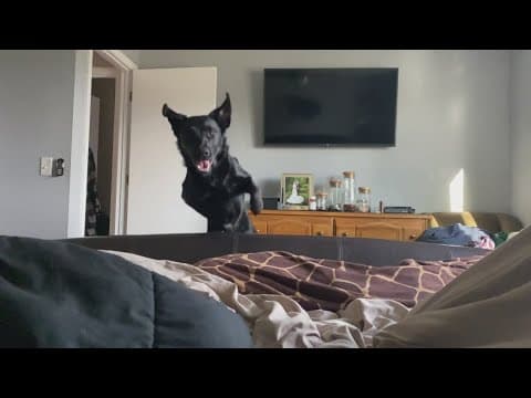 Your pet may be your sleep enemy