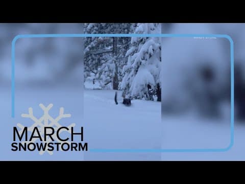 Dog-height snow in Estes Park