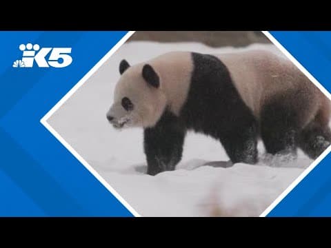 Two panda cubs make their public debut at the National Zoo in D.C.