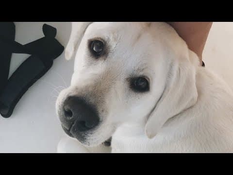 Family heartbroken after dog allegedly electrocuted in downtown DC