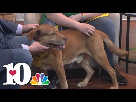 Meet the Pet of the Week: Shiloh