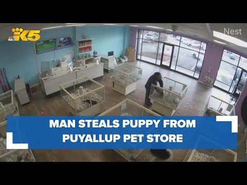 Deputies search for man who stole puppy from Puyallup pet store