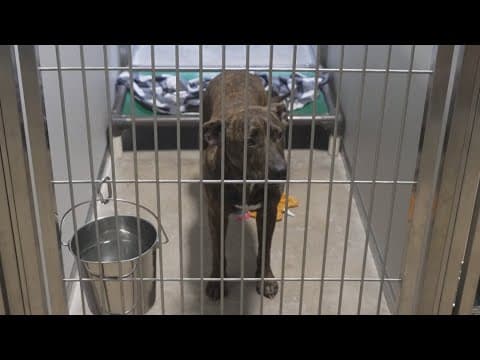 Dog shot in the face is looking for a home for Christmas