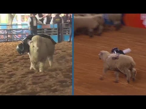 Registration for Mutton Bustin' at the Houston Livestock Show and Rodeo is OPEN!