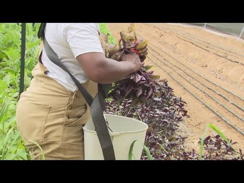 Small Maryland farm boosts food access in DC with new tech