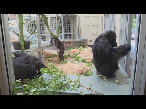 New chimpanzee exhibit at the Indianapolis Zoo set to open this weekend