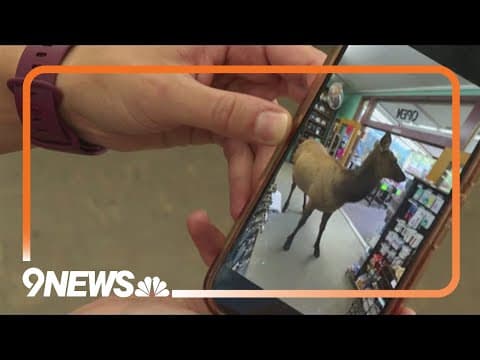Estes Park shop owners seeing more 'shopping' elk roaming through stores this summer
