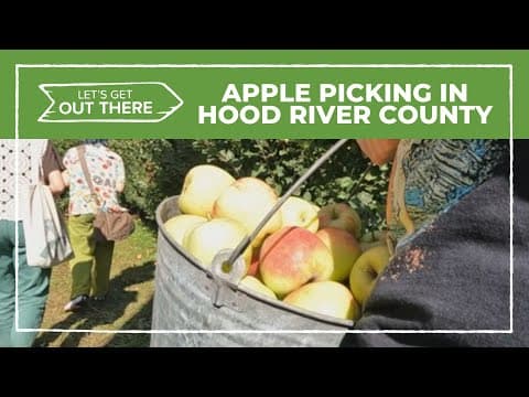 Apple picking in Hood River County in Oregon