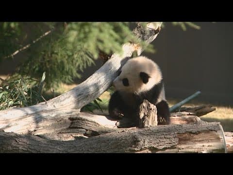 Giant pandas return to DC