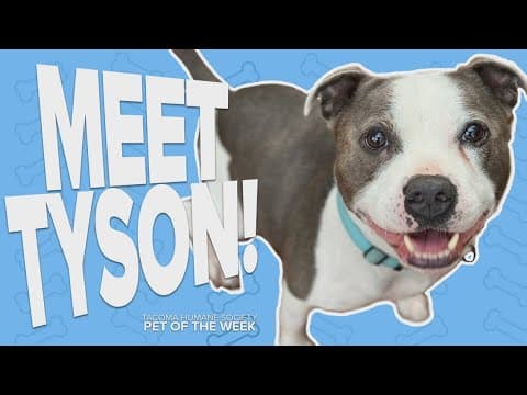 Pet Rescue of the Week: Tyson