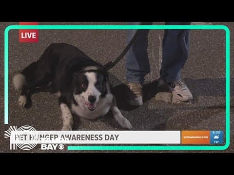 Pet Hunger Awareness Day