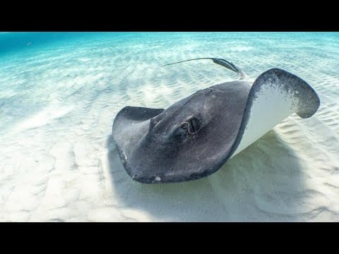 Stingray attacks on the rise at American beaches