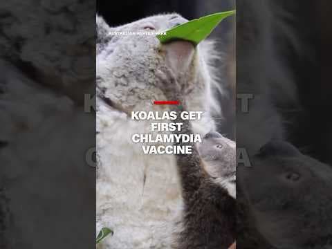 A vaccine used to treat chlamydia in Australia’s koalas has been approved for rollout