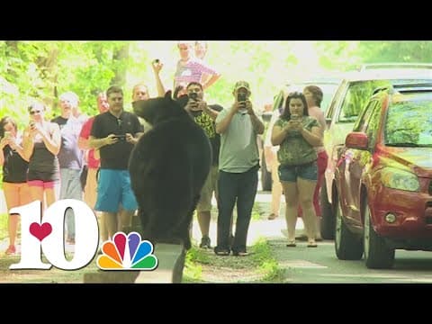 Appalachian Bear Rescue takes in 3 orphaned cubs and calls for action to protect bears in East TN