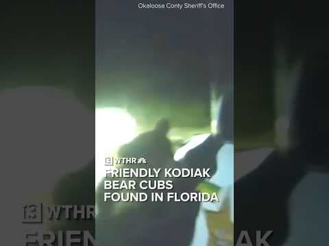 Adorable, friendly Kodiak bear cubs found in Florida