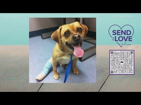 Send the Love: $4,726 raised already for Every Dog Counts