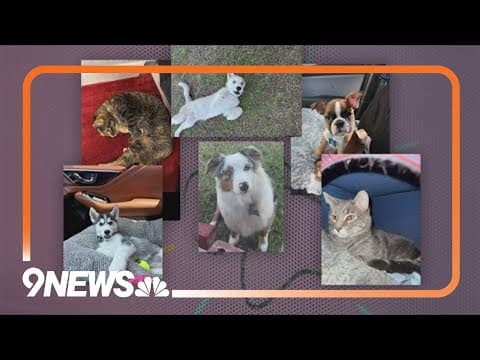 Police investigation reveals pattern of animal abuse by Arvada man, documents show