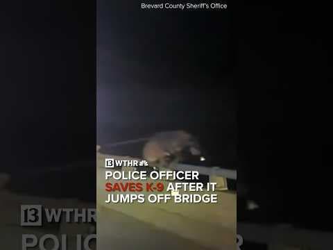 Police officer saves K-9 after it jumps off of bridge in Florida