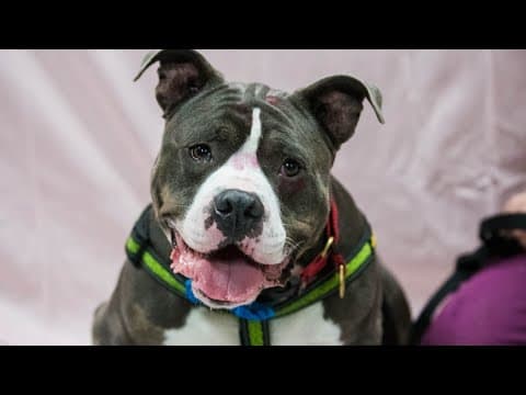 Pets of the Week | 2-17-2024