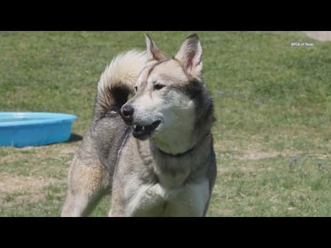 Tailwaggers: Meet Bandit