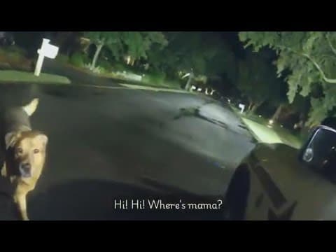 Dog guides Florida deputy to elderly woman who fell on sidewalk