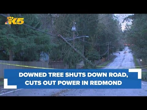 Tree downs power lines in Redmond