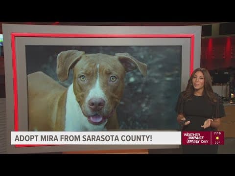 Give Mira from Sarasota County a fur-ever home!