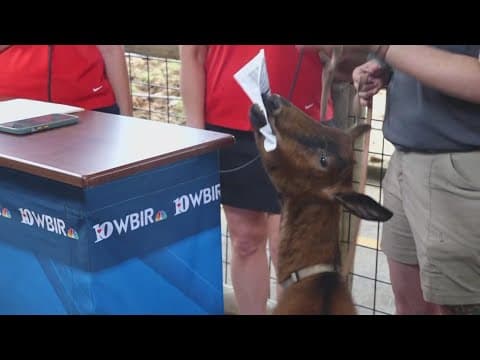 Meet Franklin B. Moose Munch from Kids Cove at Zoo Knoxville