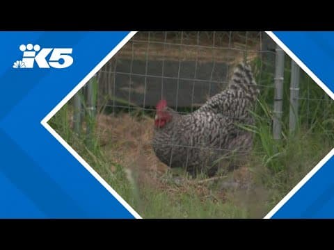 Pierce County animal sanctuary says cockfighting roosters set for rescue were shot to death