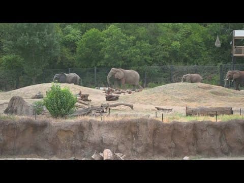 Dollar Days returning to the Dallas Zoo
