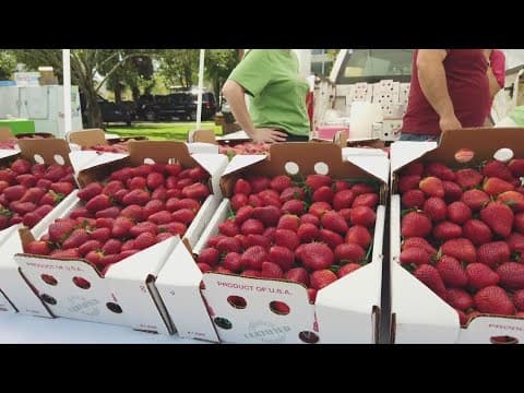 Strawberry Fest kicks off
