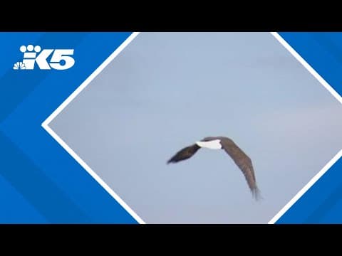Rehabilitated bald eagle released back into the wild in Tacoma