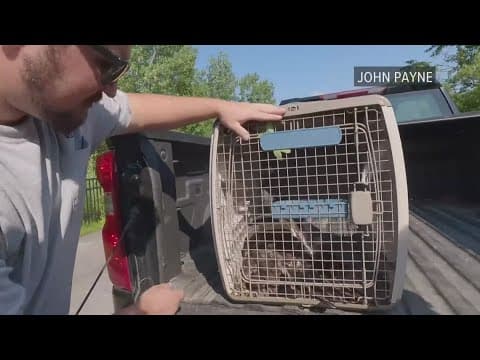 ODNR rescues injured baby bald eagle after fall from nest in Grandview Heights