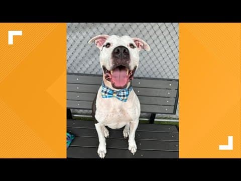 Pets of the Week: 8-10-2024