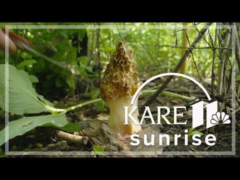 Tips for finding morel mushrooms