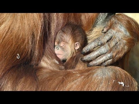 Indianapolis Zoo announces name of baby orangutan
