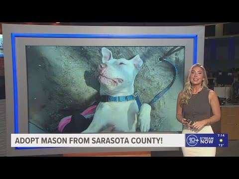 Give Mason from Sarasota County a fur-ever home!